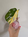 Monstera adansonii albo unrooted clipping in propagation pot
