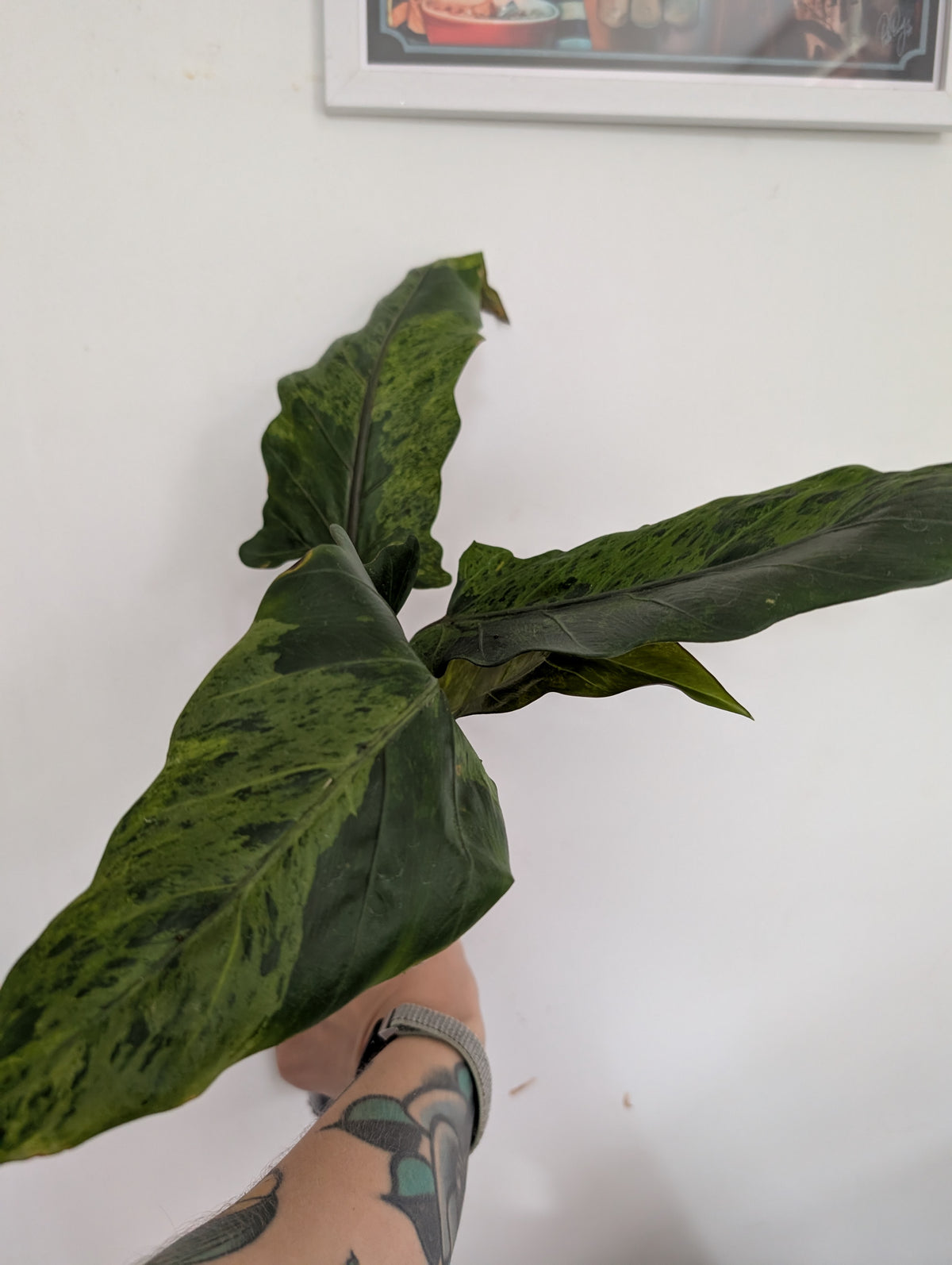 Alocasia lauterbachiana Variegated