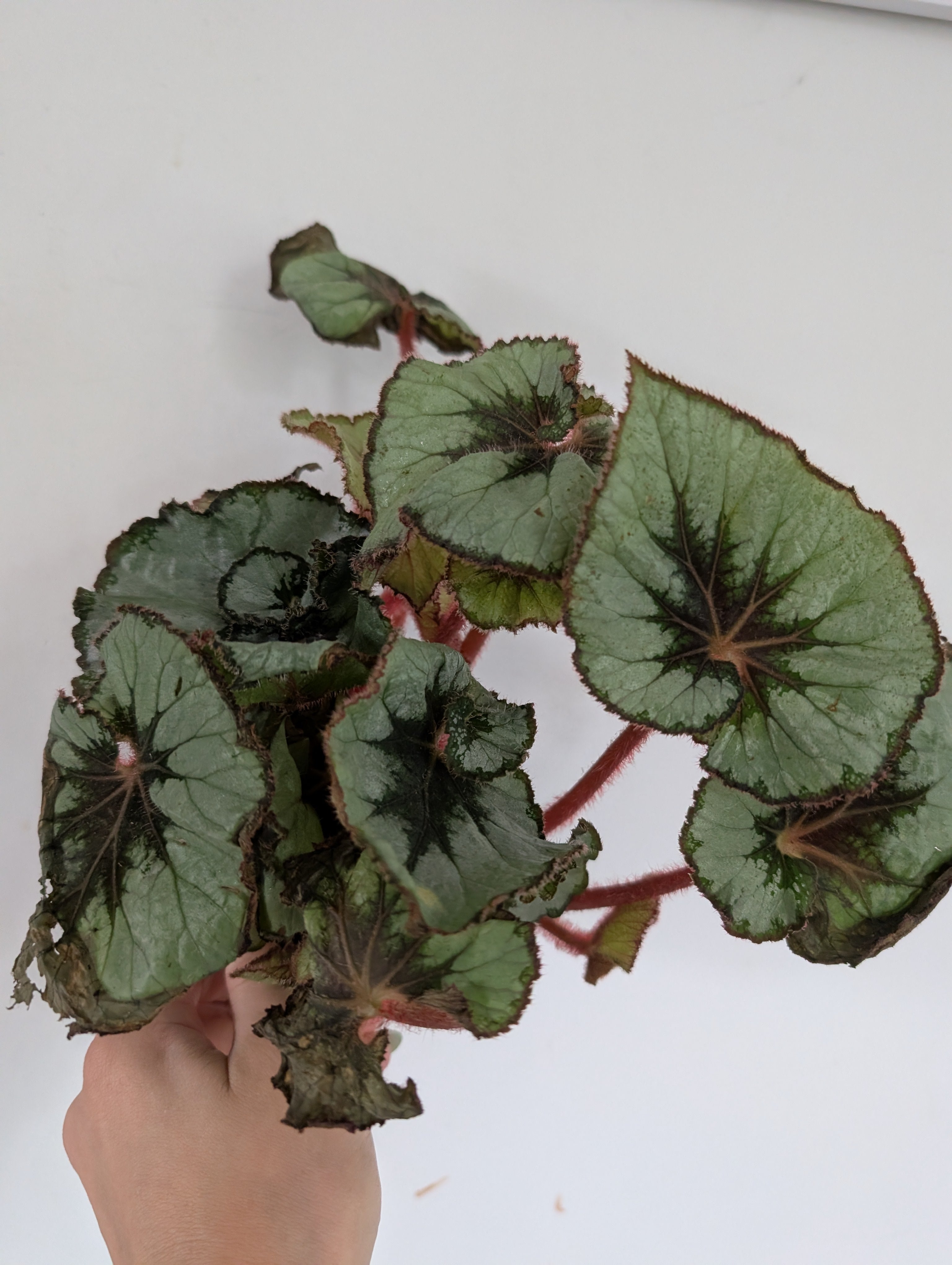 Damaged begonia escargot