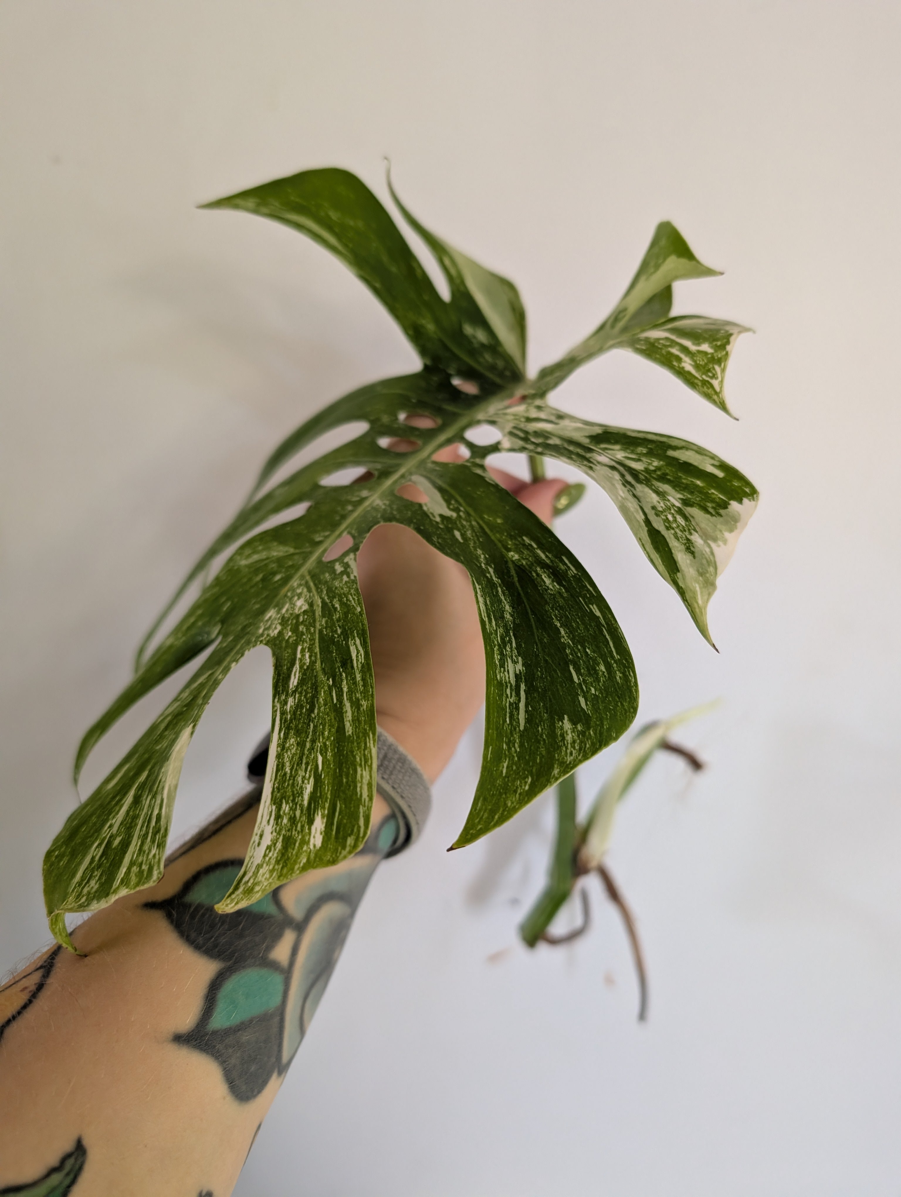 Unrooted Monstera Albo cutting