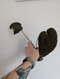 Begonia Pavonina