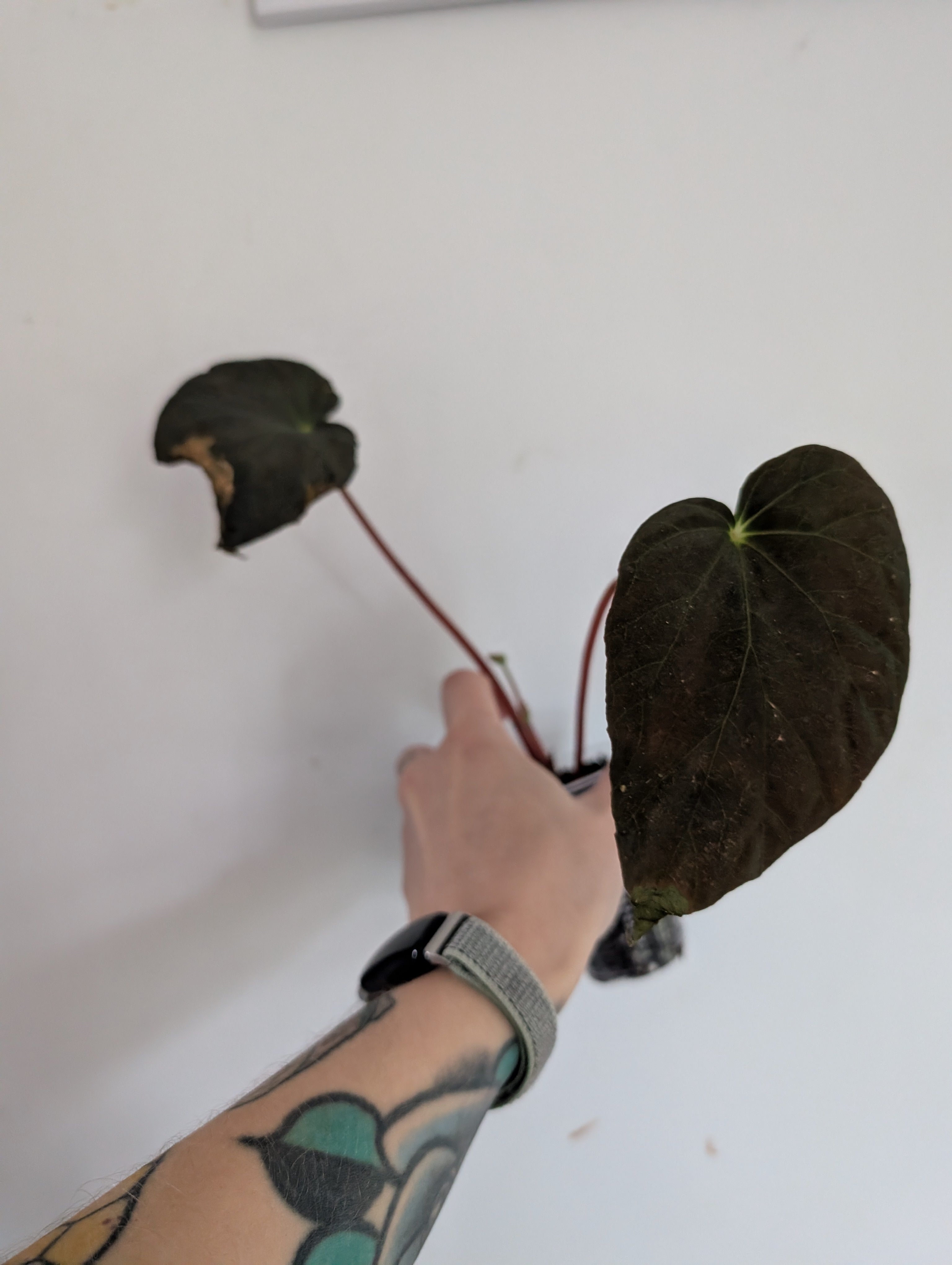 Begonia Pavonina
