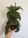 Begonia Sherwood forest