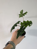 Alocasia Jacklyn 6cm