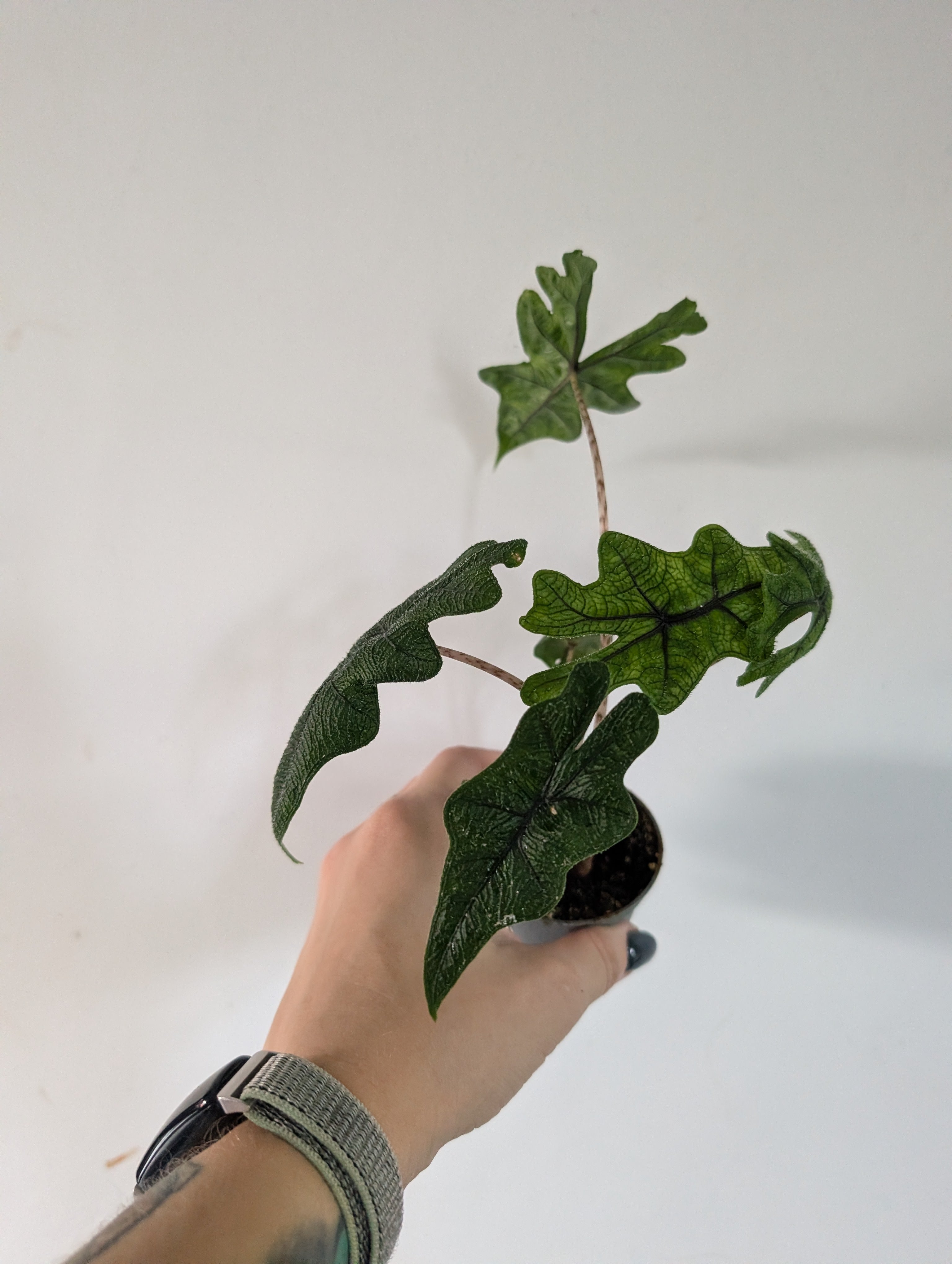 Alocasia Jacklyn 6cm