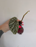 Begonia snowcap unrooted clipping in propagation pot