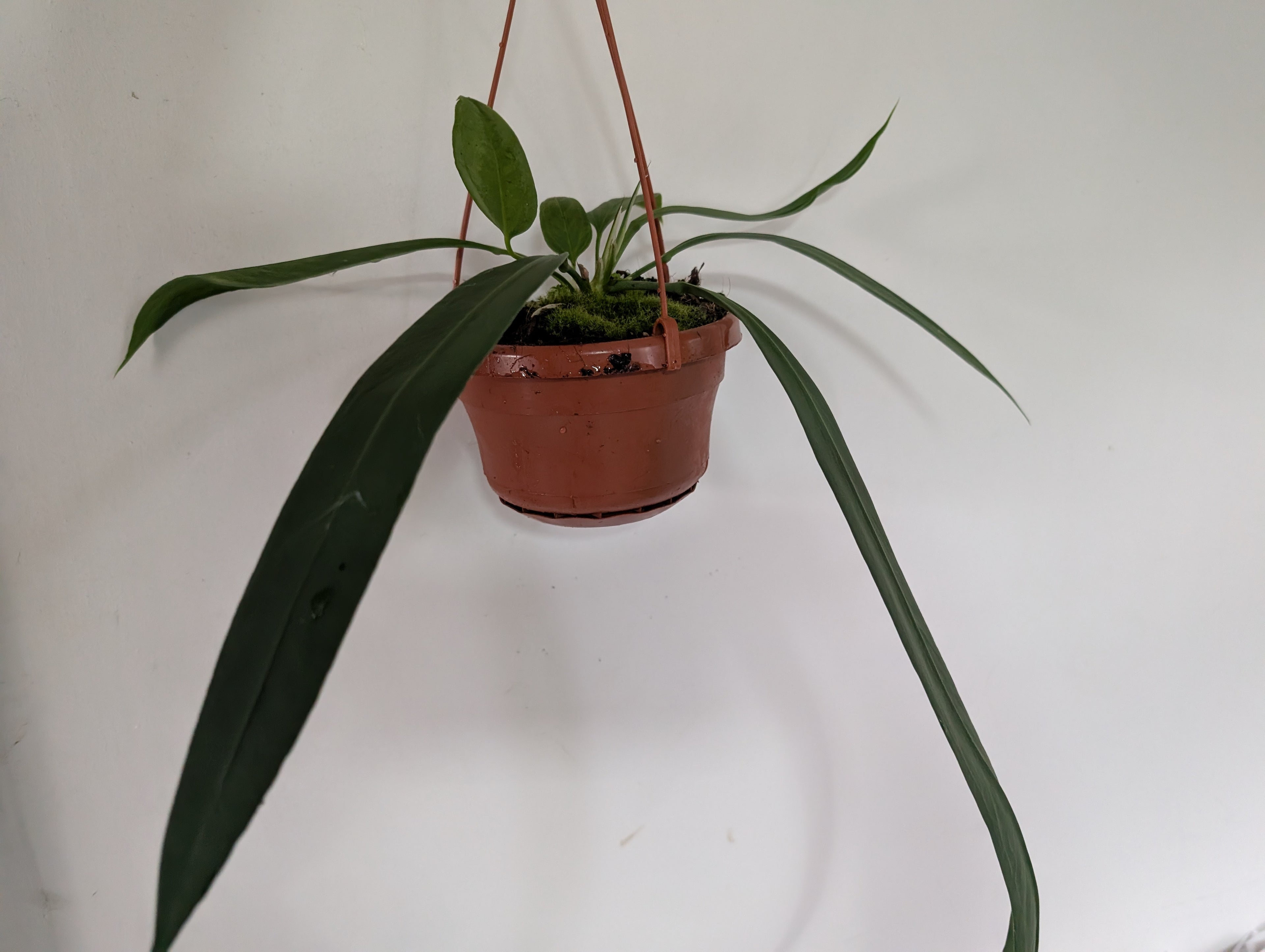 Anthurium Vittarifolium