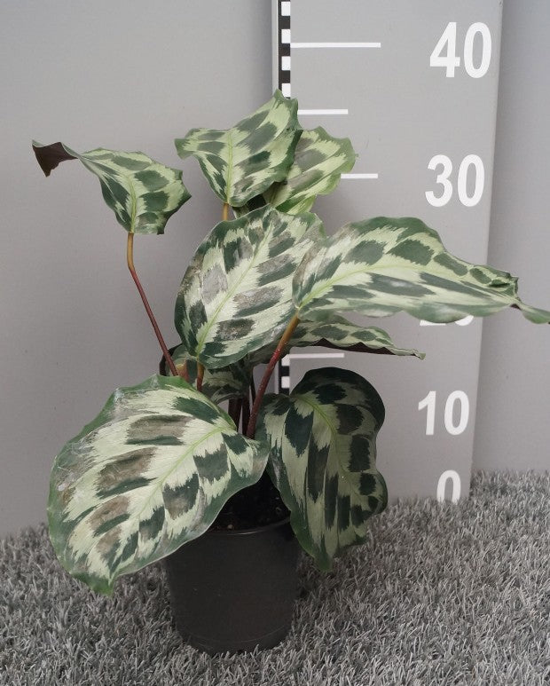 Pre-order Calathea Helen Kennedy 12cm