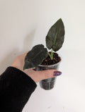 Alocasia antorro velvet