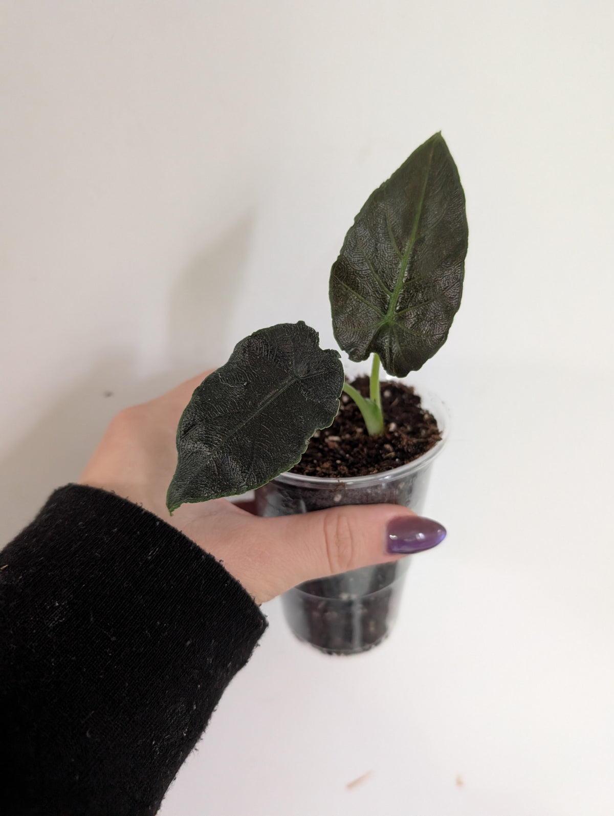 Alocasia antorro velvet