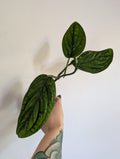 Monstera Peru