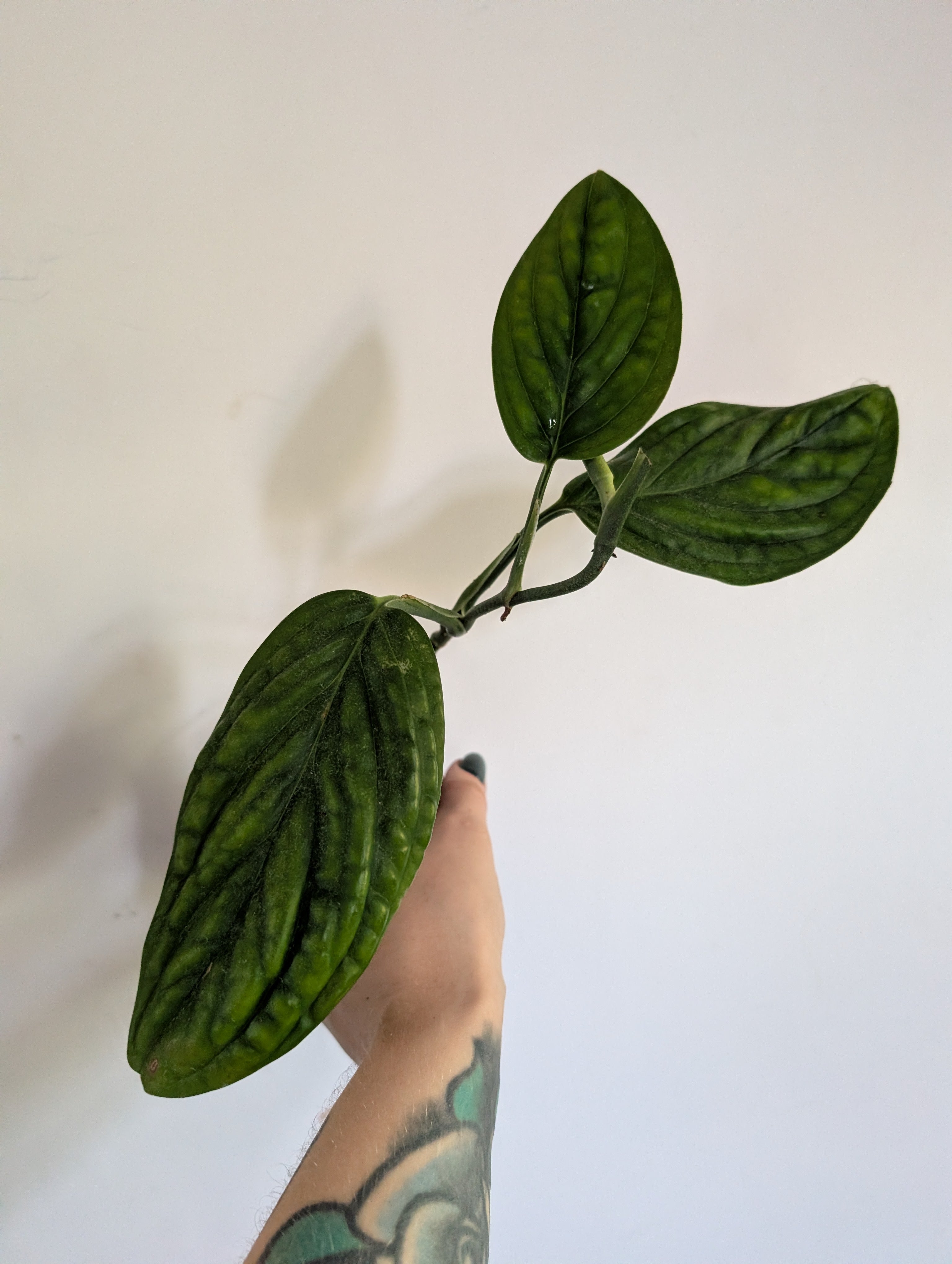 Monstera Peru