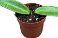 Pre-order Hoya cinnamomifolia 10cm