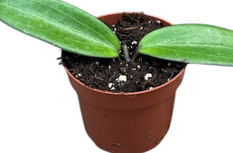Pre-order Hoya cinnamomifolia 10cm