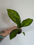 Dieffenbachia Crocodile 6cm