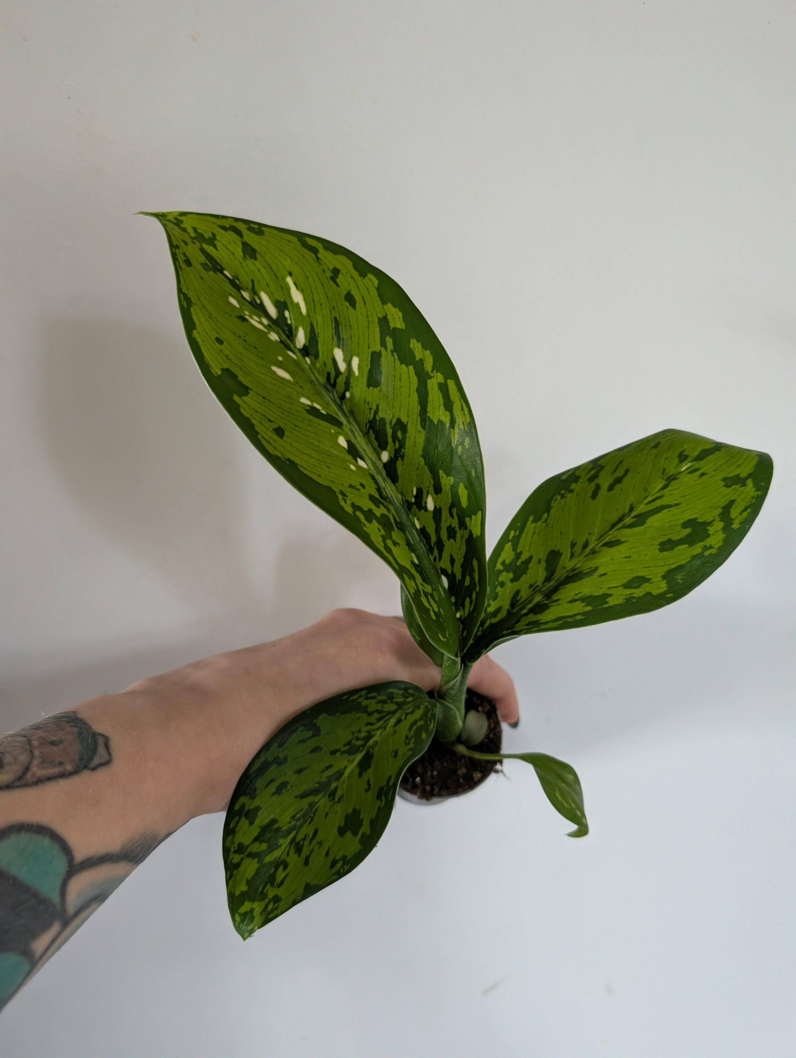 Dieffenbachia Crocodile 6cm