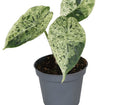 Pre-order alocasia dragon scale mint Variegated 6cm
