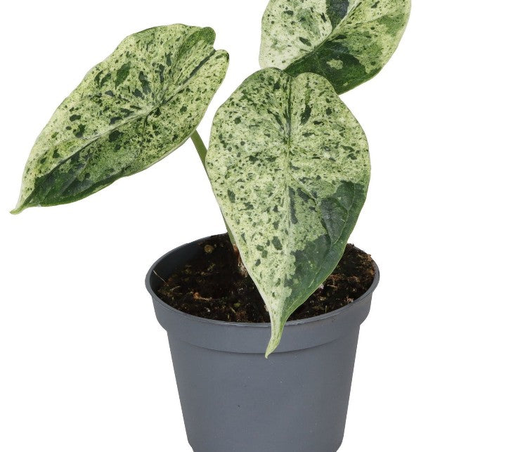 Pre-order alocasia dragon scale mint Variegated 6cm