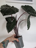 Alocasia Yucatan Princess 14cm