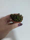 Sedum rubrotinctum