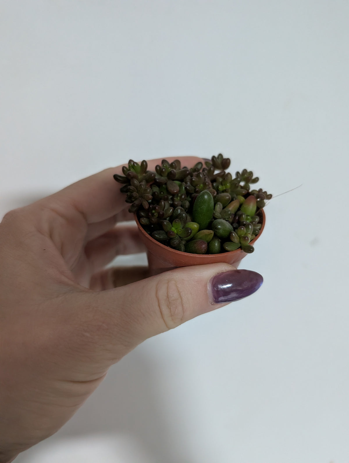 Sedum rubrotinctum