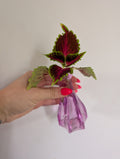 Coleus unrooted clipping in propagation pot