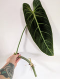 Very large philodendron melanochrysum unrooted clipping