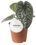 Pre-order Anthurium Luxurians 12cm