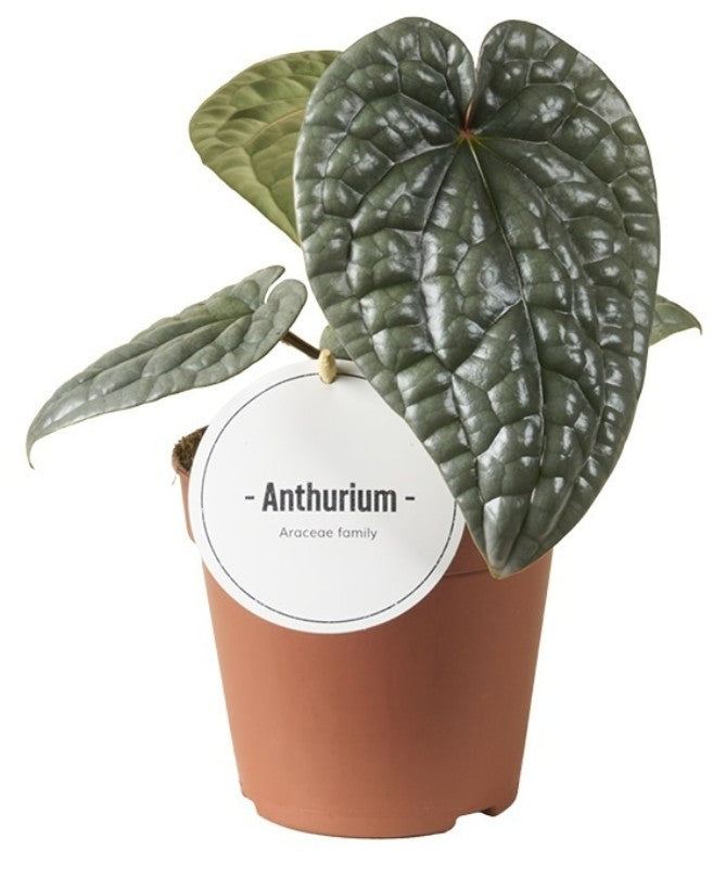 Pre-order Anthurium Luxurians 12cm