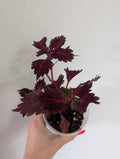 Coleus Stained Glassworks