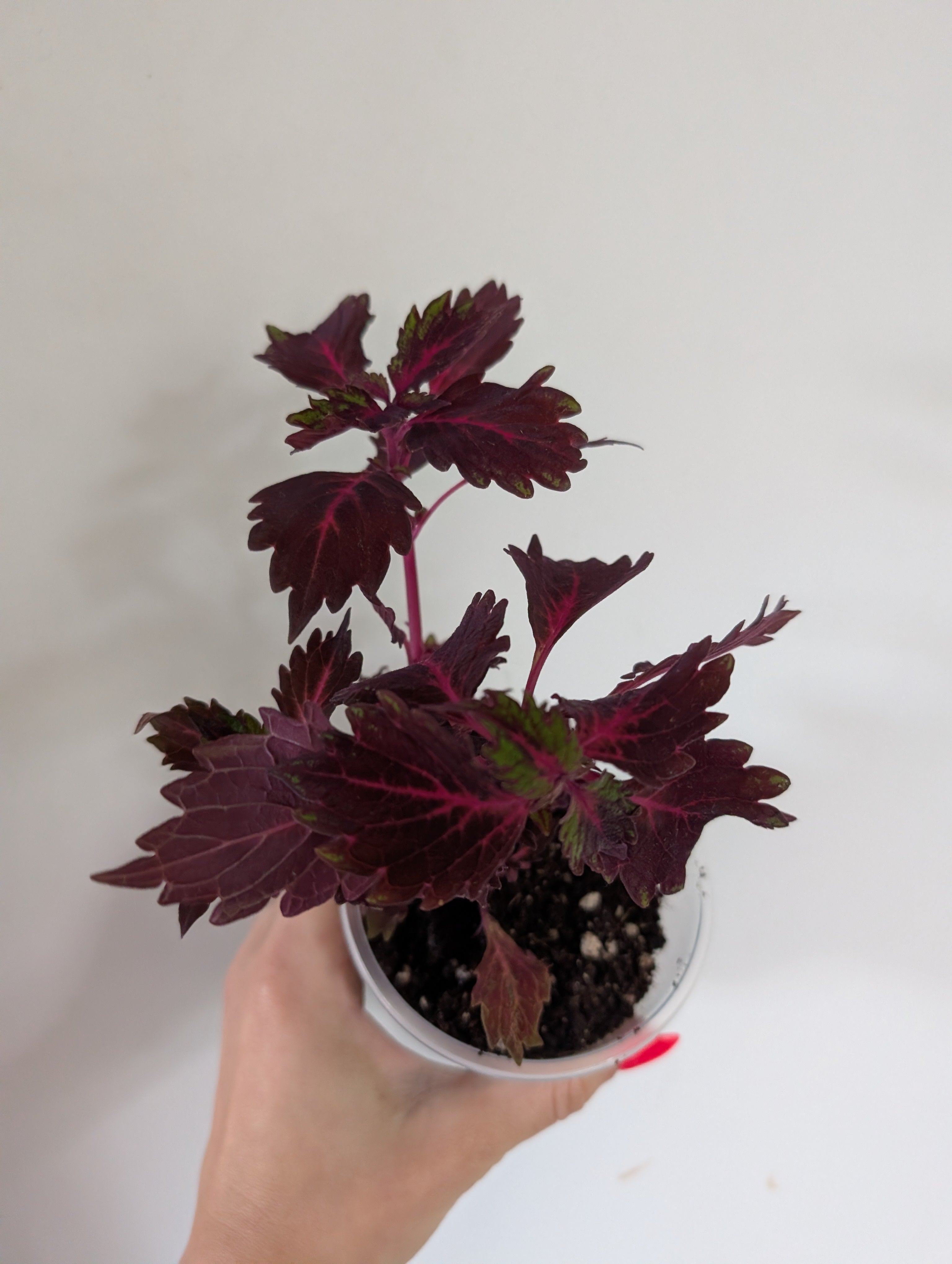 Coleus Stained Glassworks