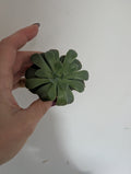 Echeveria