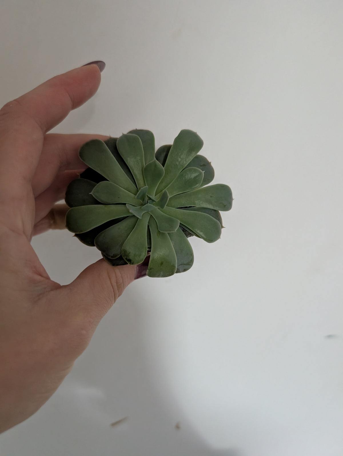 Echeveria