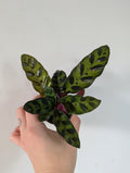 Calathea rattlesnake 6cm