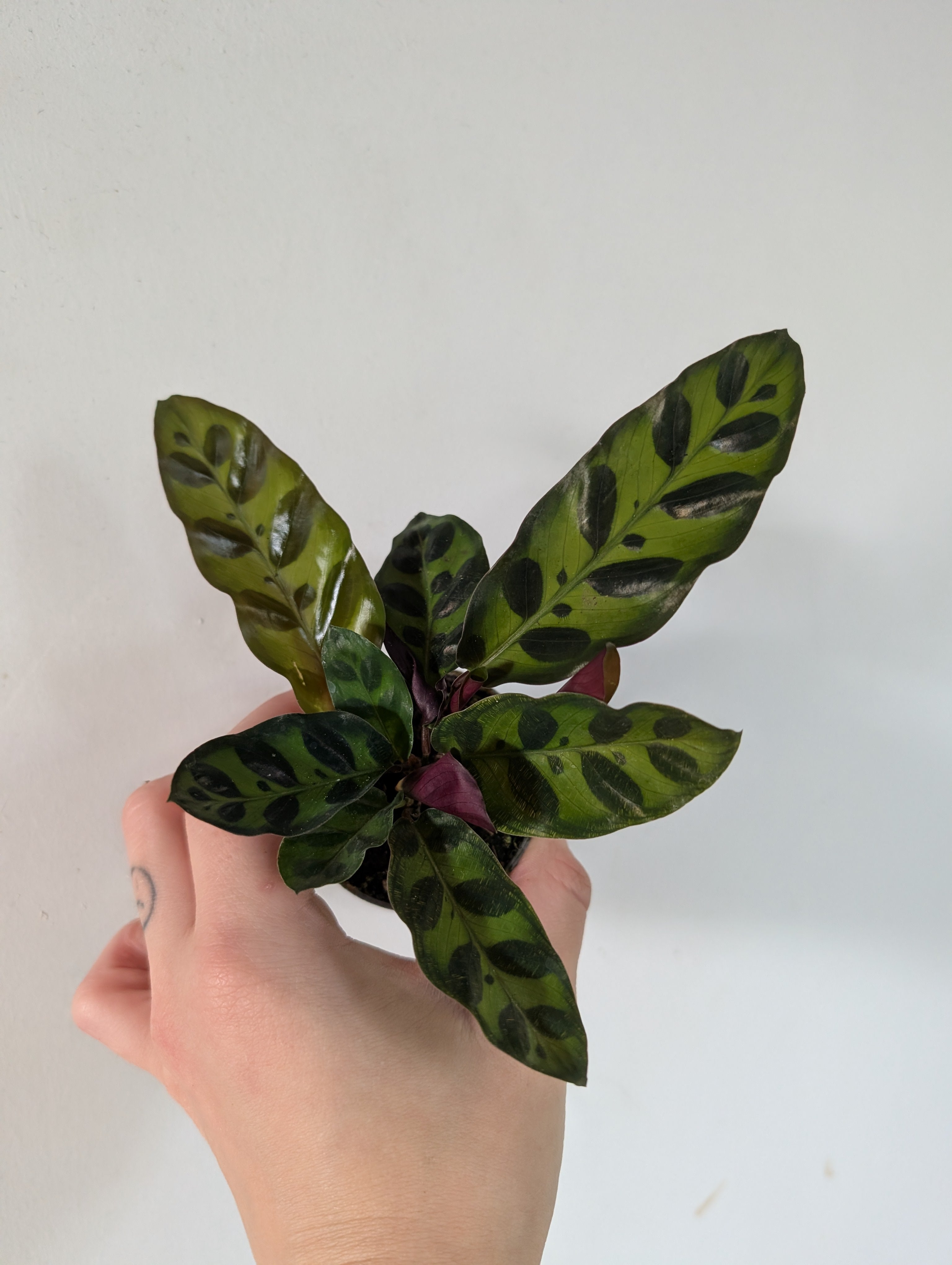 Calathea rattlesnake 6cm