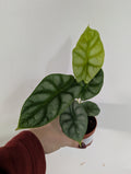 Alocasia Golden Dragon 7cm