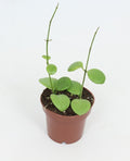 Pre-order Hoya Kastbergii 12cm