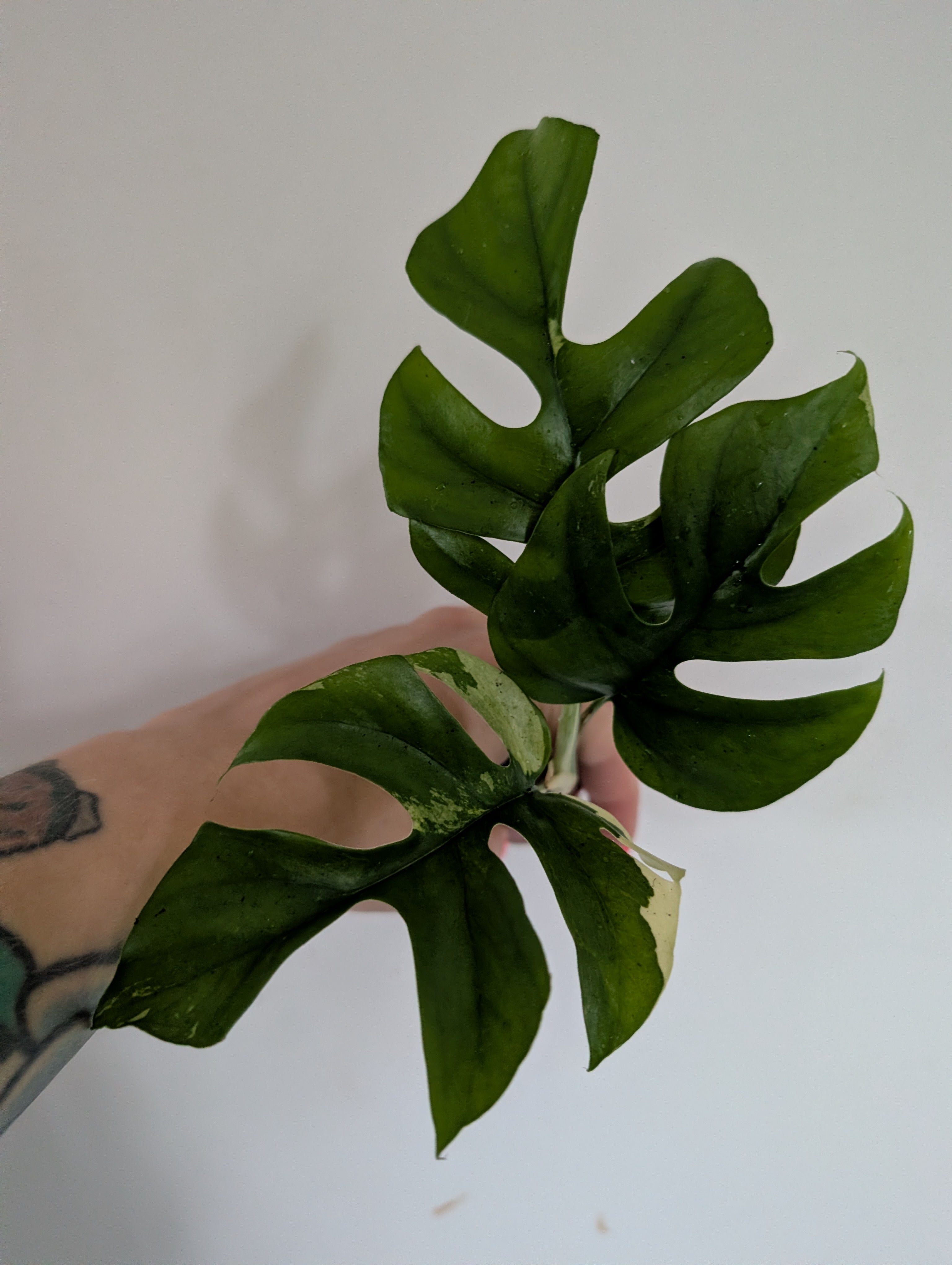 Rhaphidophora Tetrasperma Variegated 6cm