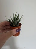 Haworthia Fasciata