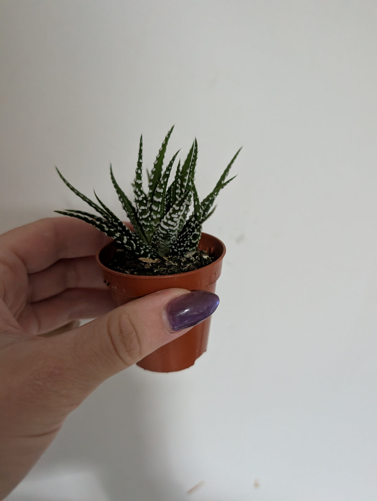 Haworthia Fasciata