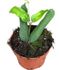 Pre-order Hoya Pandurata 10cm