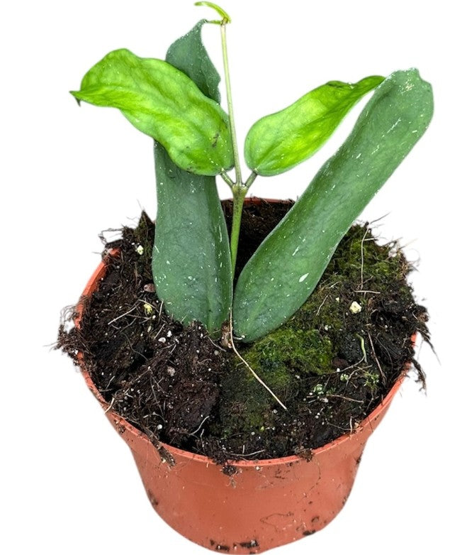 Pre-order Hoya Pandurata 10cm