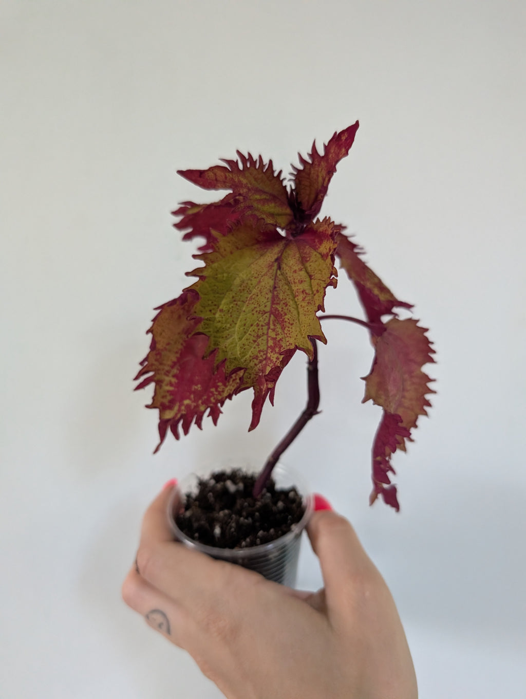 Coleus Henna