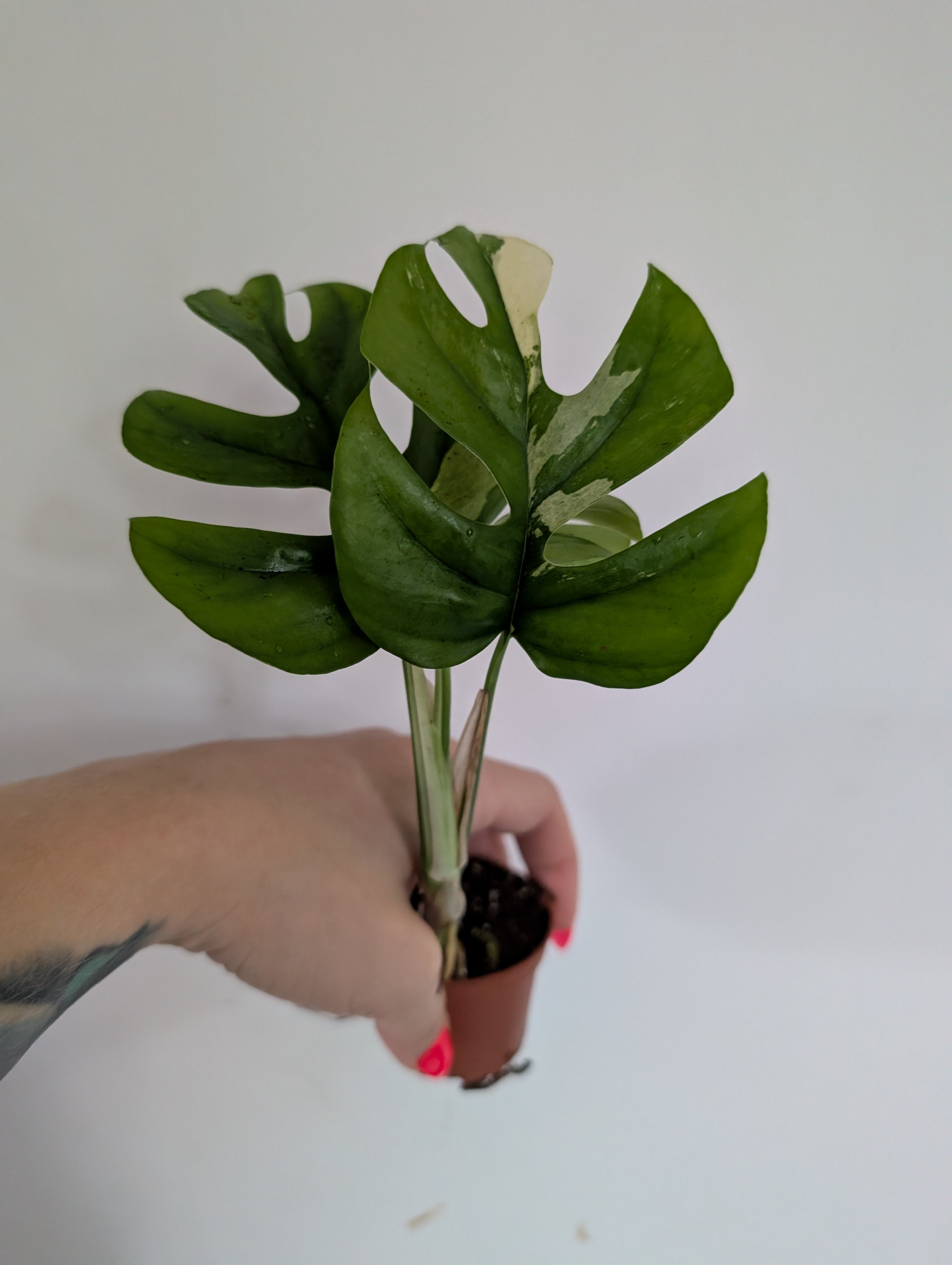 Rhaphidophora Tetrasperma Variegated 6cm