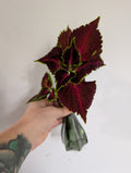 Coleus unrooted clipping in propagation pot