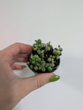 Senecio Rowleyanus Variegated 6cm