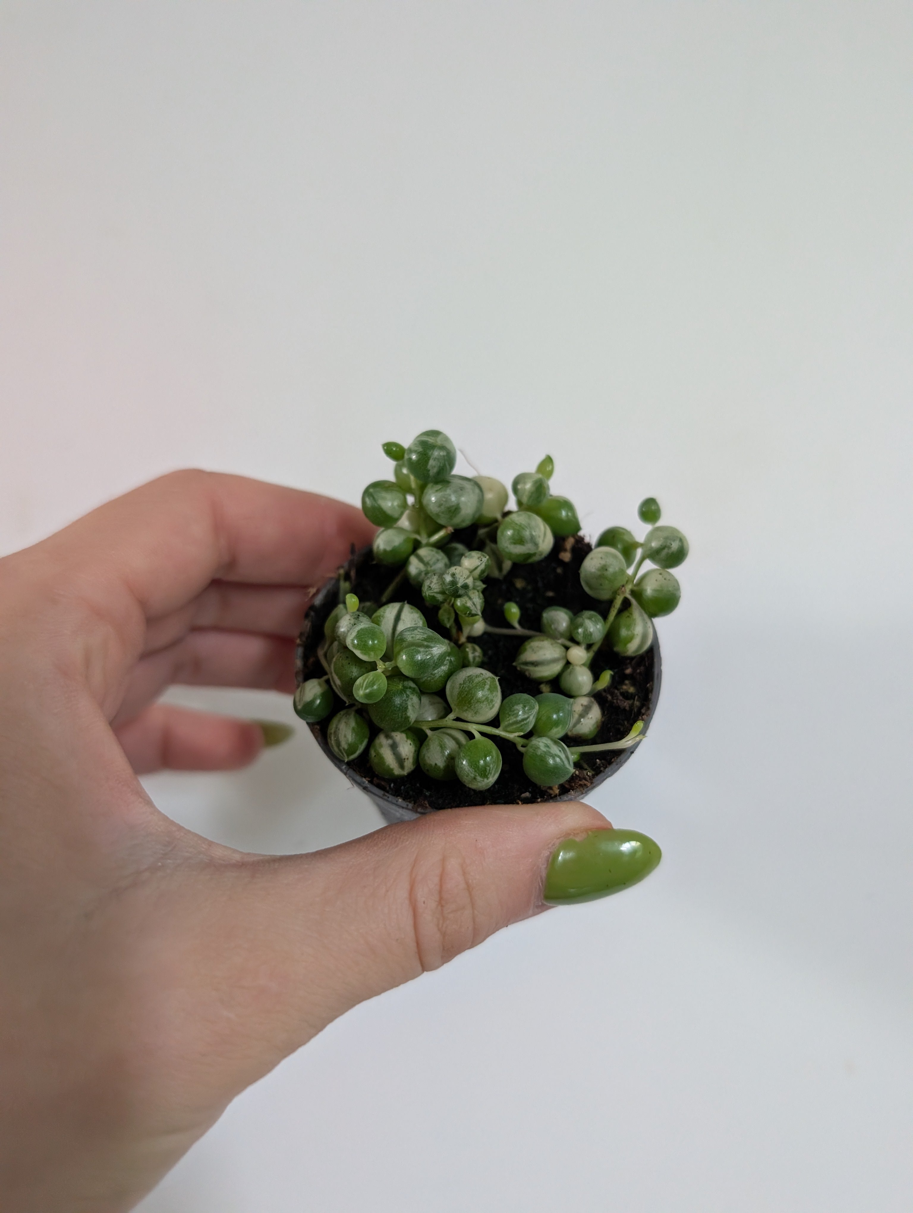 Senecio Rowleyanus Variegated 6cm