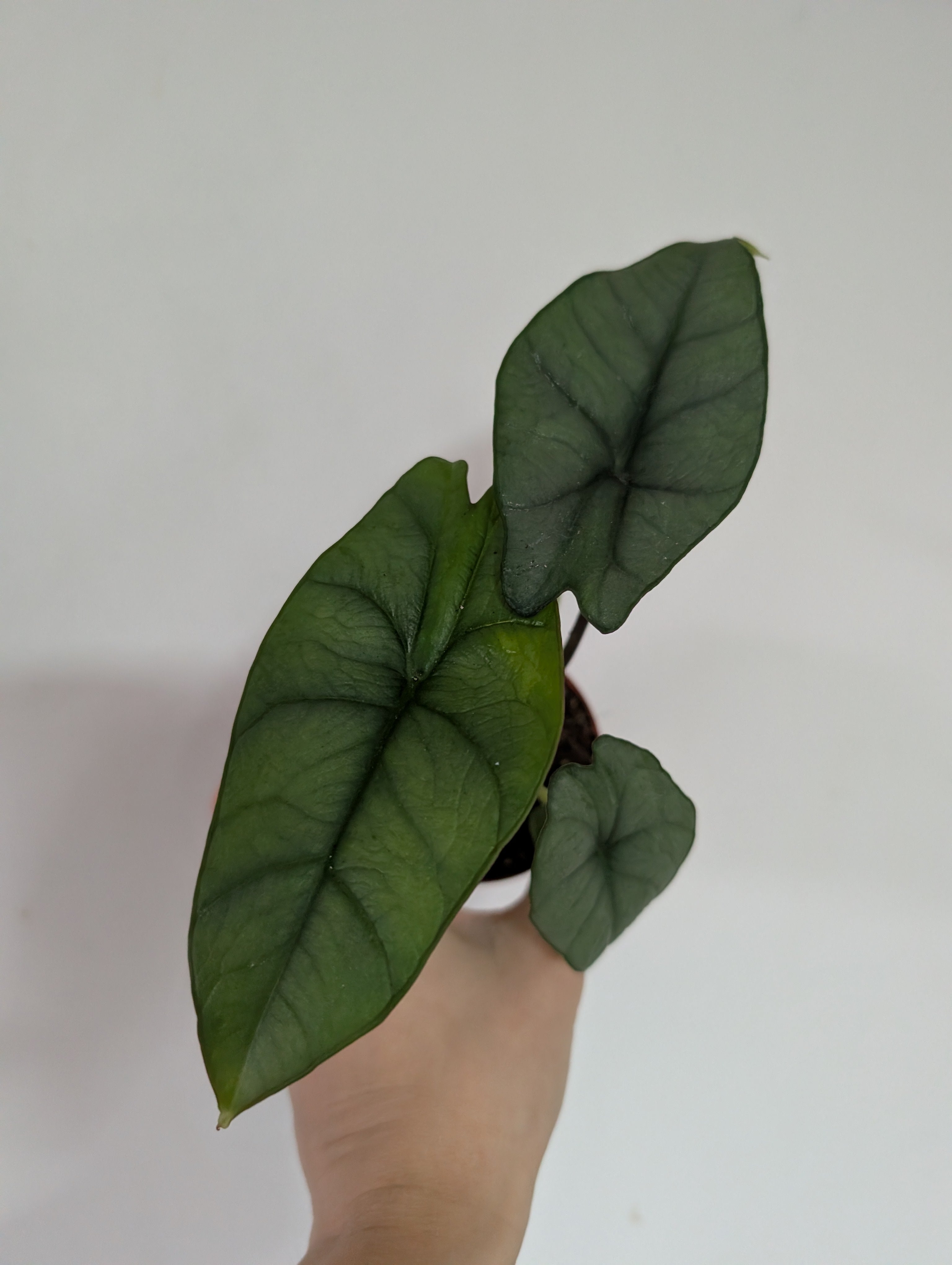 Alocasia Platinum 8cm