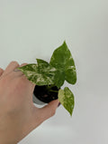 Alocasia Gageana Albo variegated 6cm