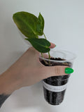 Anthurium Forgetii X Bessae